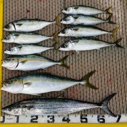 火遠理丸(ほおりまる) 釣果