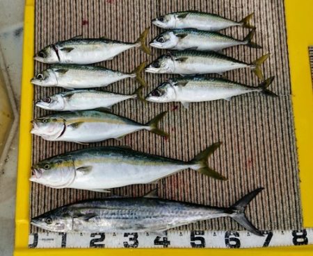 火遠理丸(ほおりまる) 釣果