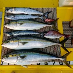 火遠理丸（ほおりまる） 釣果