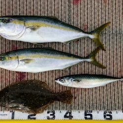 火遠理丸(ほおりまる) 釣果