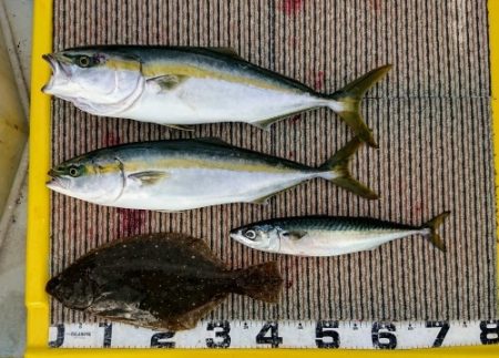 火遠理丸(ほおりまる) 釣果