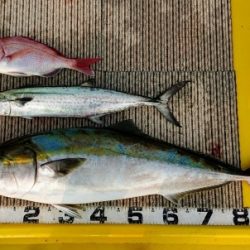 火遠理丸（ほおりまる） 釣果