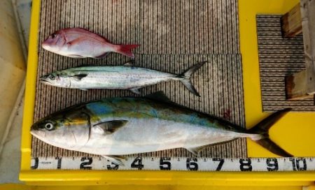 火遠理丸（ほおりまる） 釣果