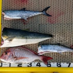 火遠理丸（ほおりまる） 釣果