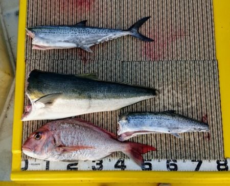 火遠理丸（ほおりまる） 釣果