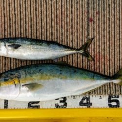 火遠理丸(ほおりまる) 釣果