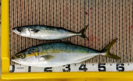 火遠理丸(ほおりまる) 釣果