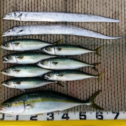 火遠理丸(ほおりまる) 釣果