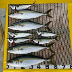 火遠理丸(ほおりまる) 釣果