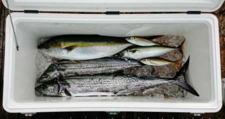 火遠理丸(ほおりまる) 釣果