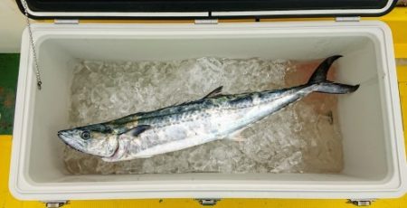 火遠理丸(ほおりまる) 釣果