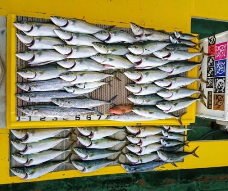 火遠理丸(ほおりまる) 釣果