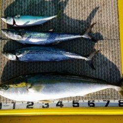 火遠理丸（ほおりまる） 釣果