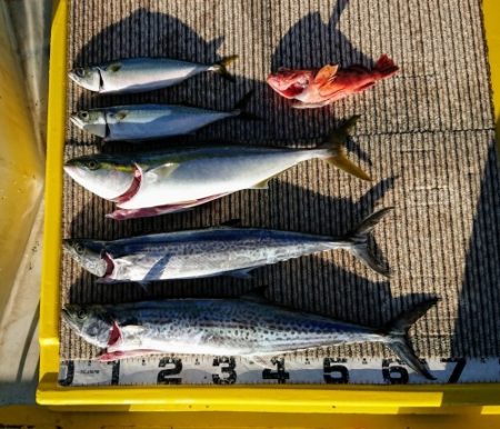 火遠理丸（ほおりまる） 釣果