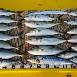 火遠理丸(ほおりまる) 釣果