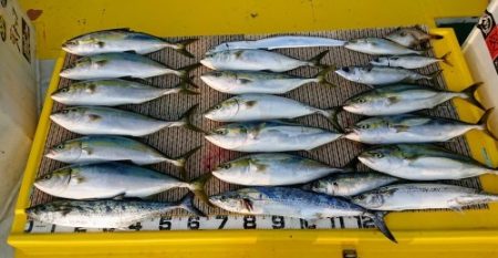 火遠理丸(ほおりまる) 釣果