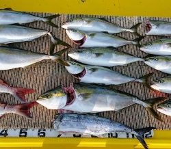 火遠理丸(ほおりまる) 釣果