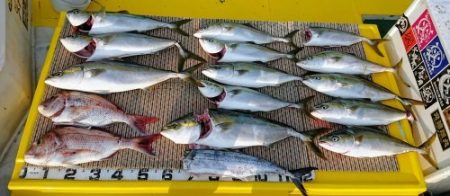 火遠理丸（ほおりまる） 釣果