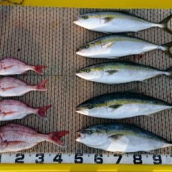 火遠理丸(ほおりまる) 釣果