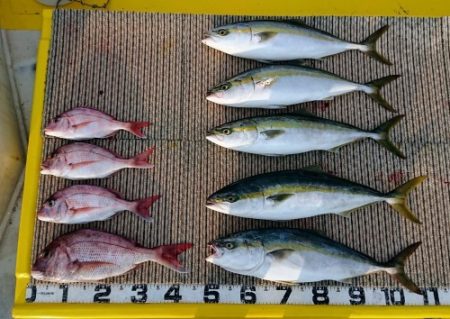 火遠理丸(ほおりまる) 釣果