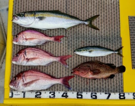 火遠理丸(ほおりまる) 釣果