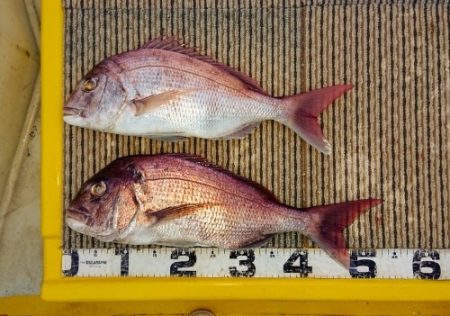 火遠理丸(ほおりまる) 釣果