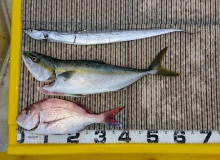 火遠理丸(ほおりまる) 釣果