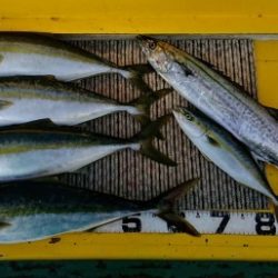 火遠理丸(ほおりまる) 釣果