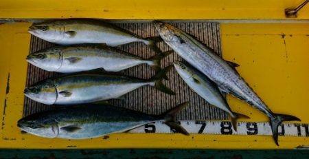 火遠理丸(ほおりまる) 釣果