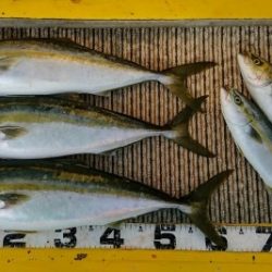 火遠理丸(ほおりまる) 釣果