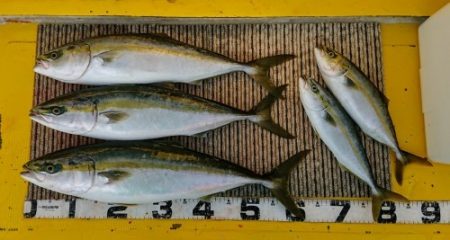 火遠理丸(ほおりまる) 釣果