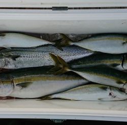 火遠理丸(ほおりまる) 釣果