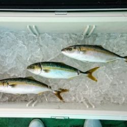 火遠理丸(ほおりまる) 釣果