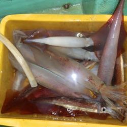 第二むつ漁丸 釣果