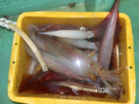 第二むつ漁丸 釣果