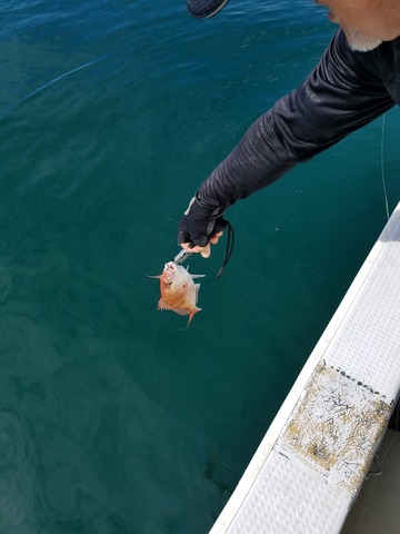 遊漁船　ニライカナイ 釣果