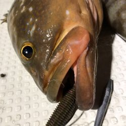 Magic(マジック) 釣果