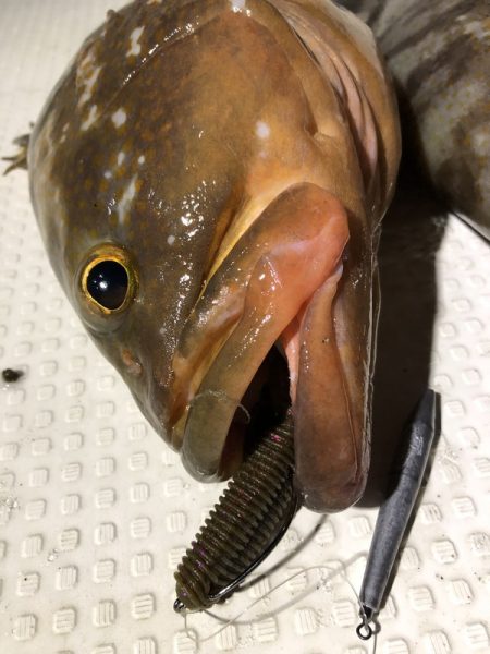 Magic(マジック) 釣果