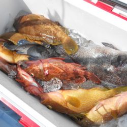 こうゆう丸 釣果