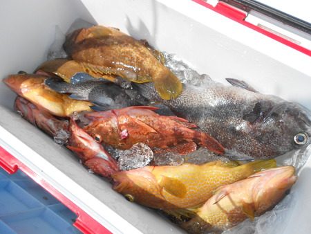 こうゆう丸 釣果