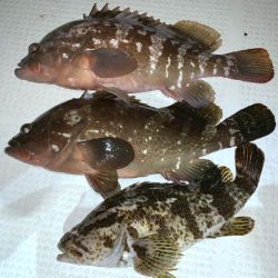 TOPGUN名古屋 釣果