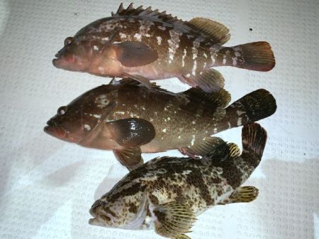 TOPGUN名古屋 釣果