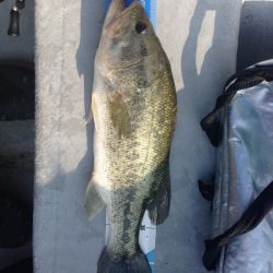 流れの中でも主導権を与えないトライザ！【メガバス（Megabass）トライザ　インプレッション】