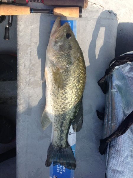 流れの中でも主導権を与えないトライザ！【メガバス（Megabass）トライザ　インプレッション】