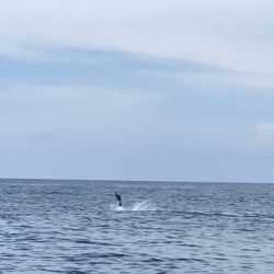へいみつ丸 釣果