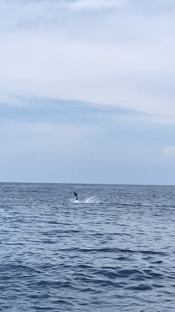 へいみつ丸 釣果