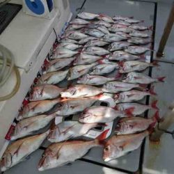 遊漁船 セトマリン 釣果