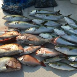 ミタチ丸 釣果