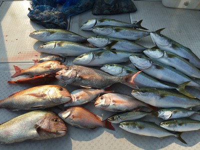 ミタチ丸 釣果