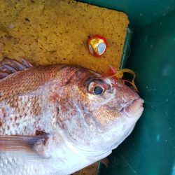 遊漁船 ニライカナイ 釣果